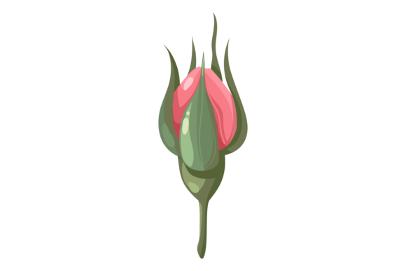 Pink Rose. Botanical Element. Floral Dec